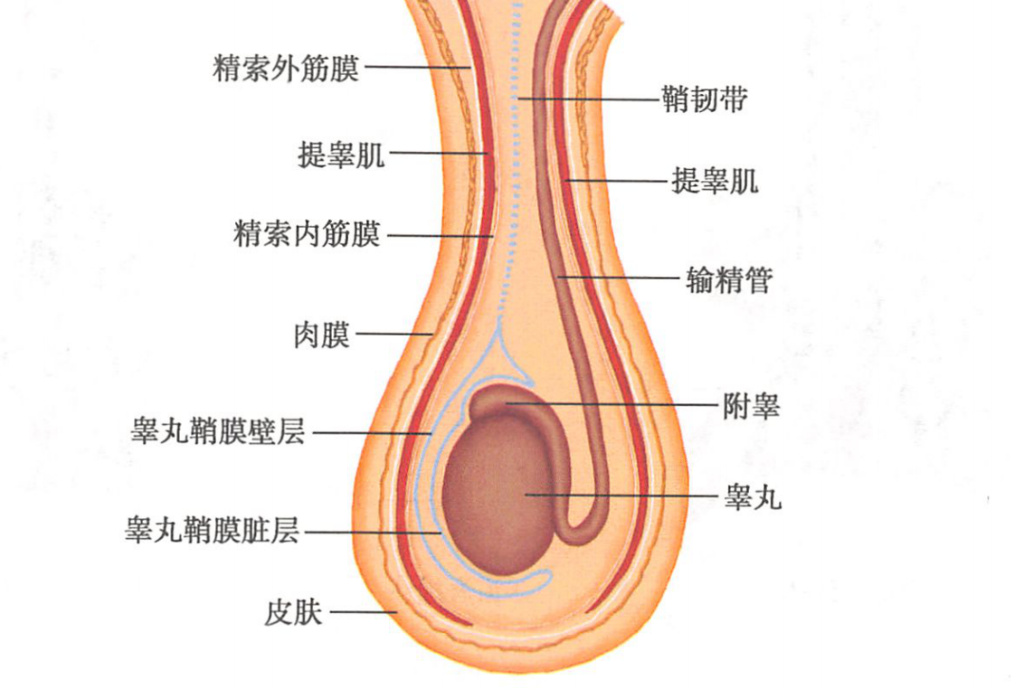 阴囊靠汗腺和肉膜来调节睾丸温度