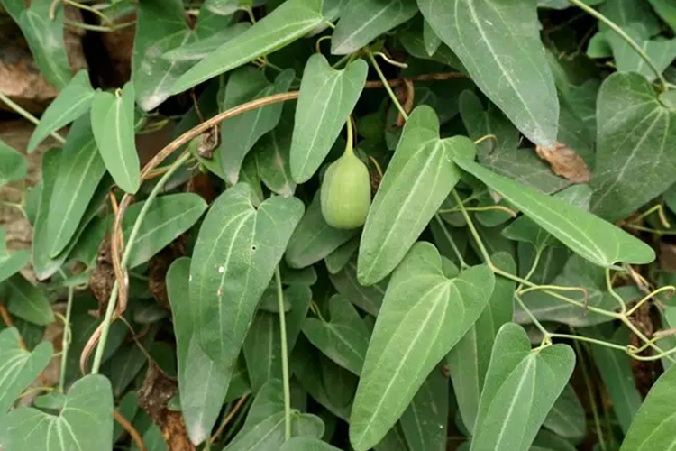 天仙藤植株图