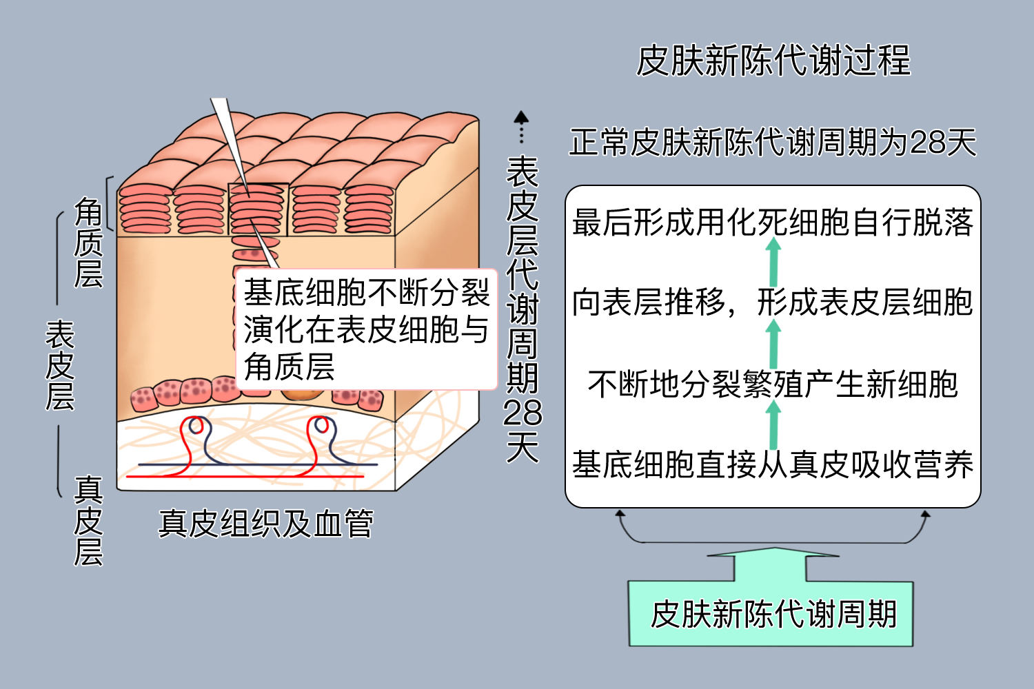 皮肤新陈代谢过程图