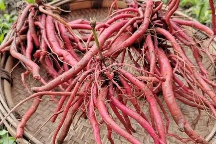 红牛膝鲜根图 红牛膝鲜根图