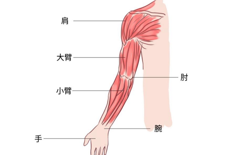 手臂位置示意图