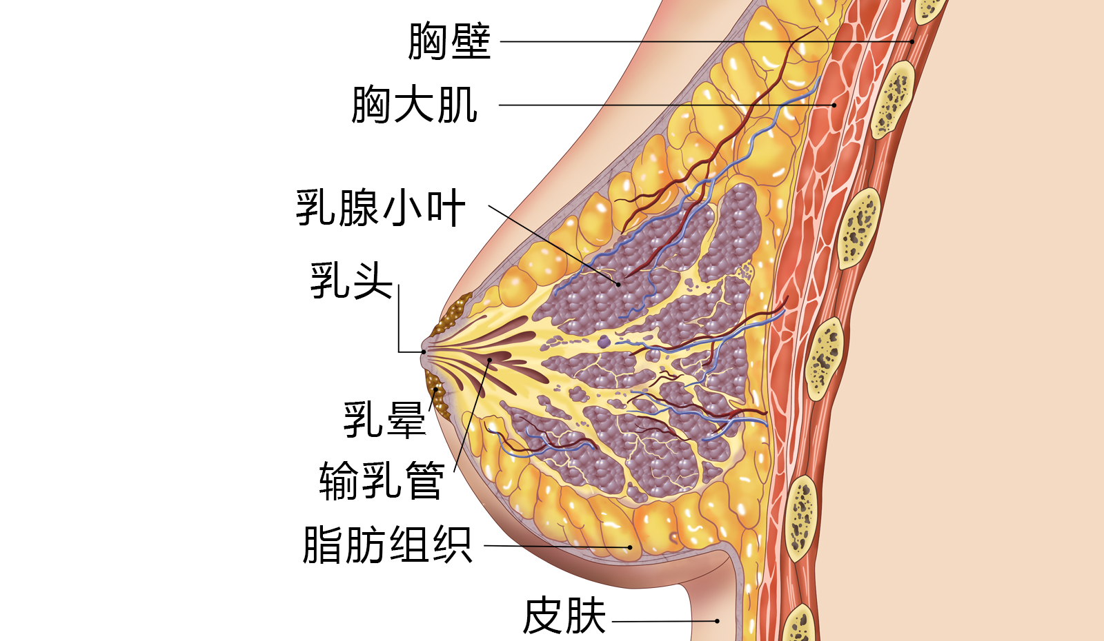 乳房解剖结构图
