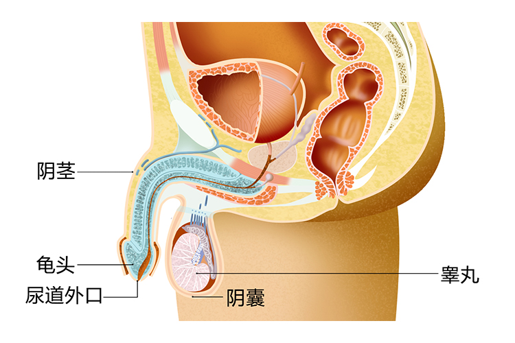男性外生殖器图
