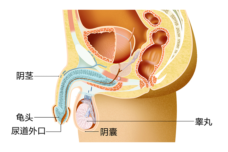 正常男性尿道外口样子图片