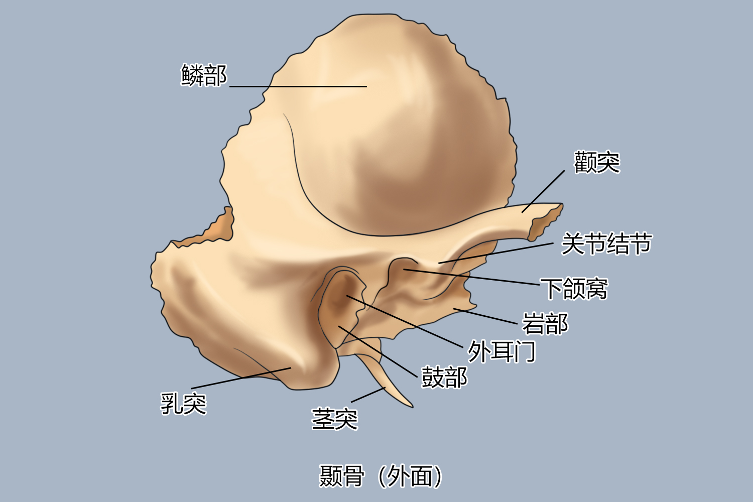 颞骨外面结构图