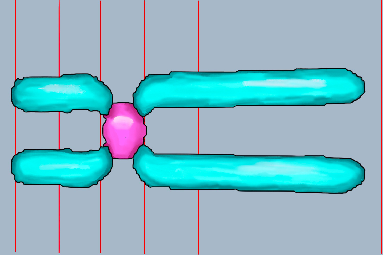 亚中着丝粒染色体图