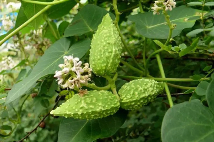 萝藦原植株外观图