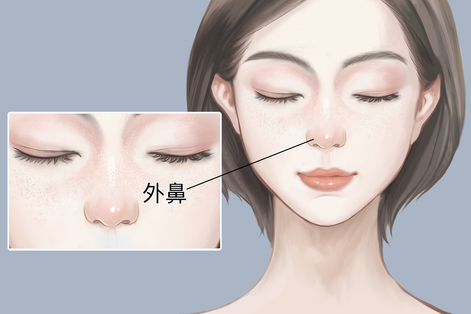 正常鼻子形状图