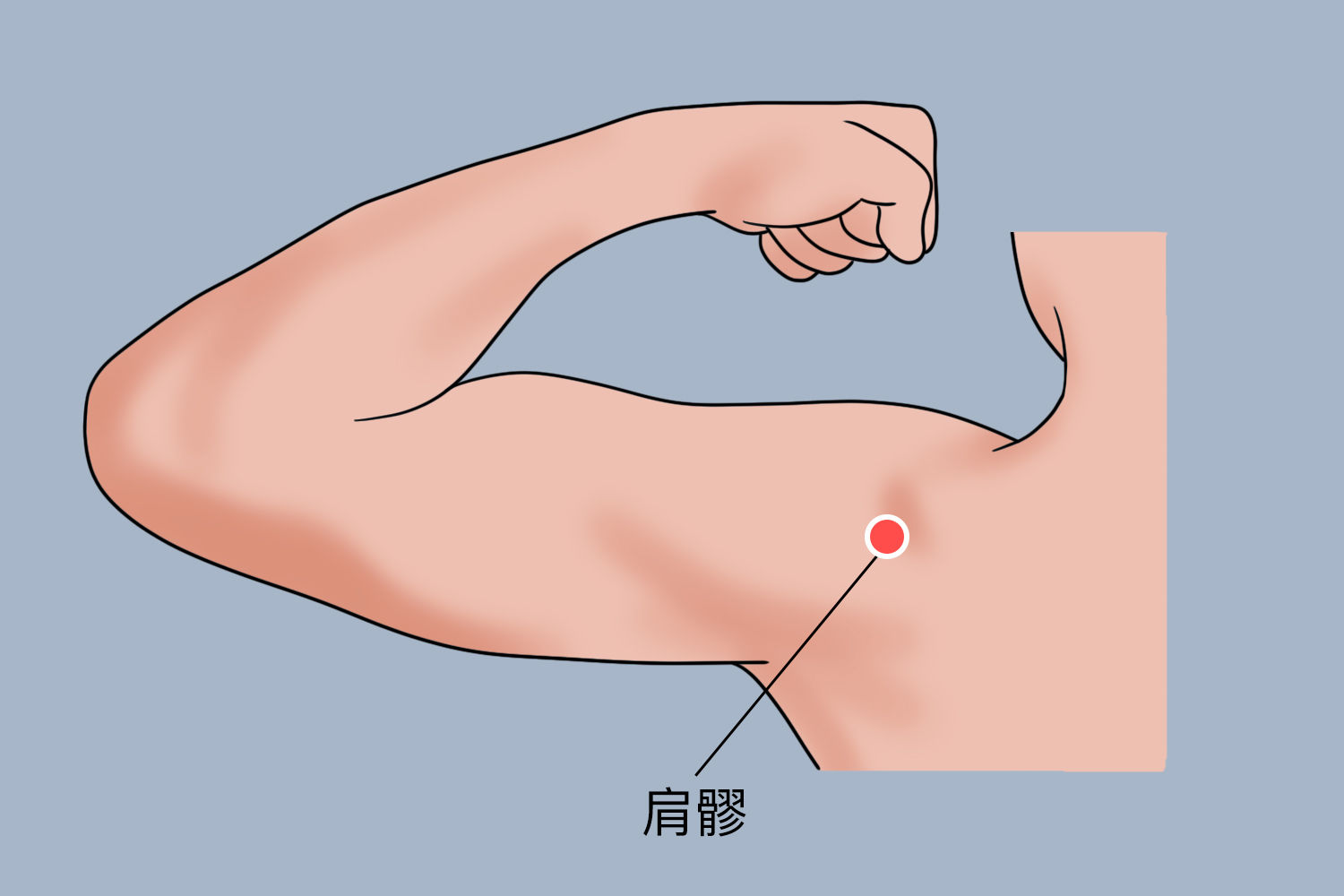 肩髎位置图
