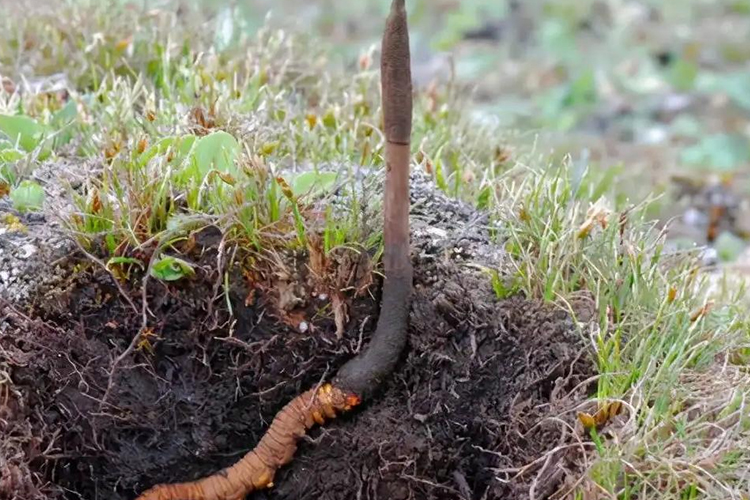 冬虫夏草原植物图