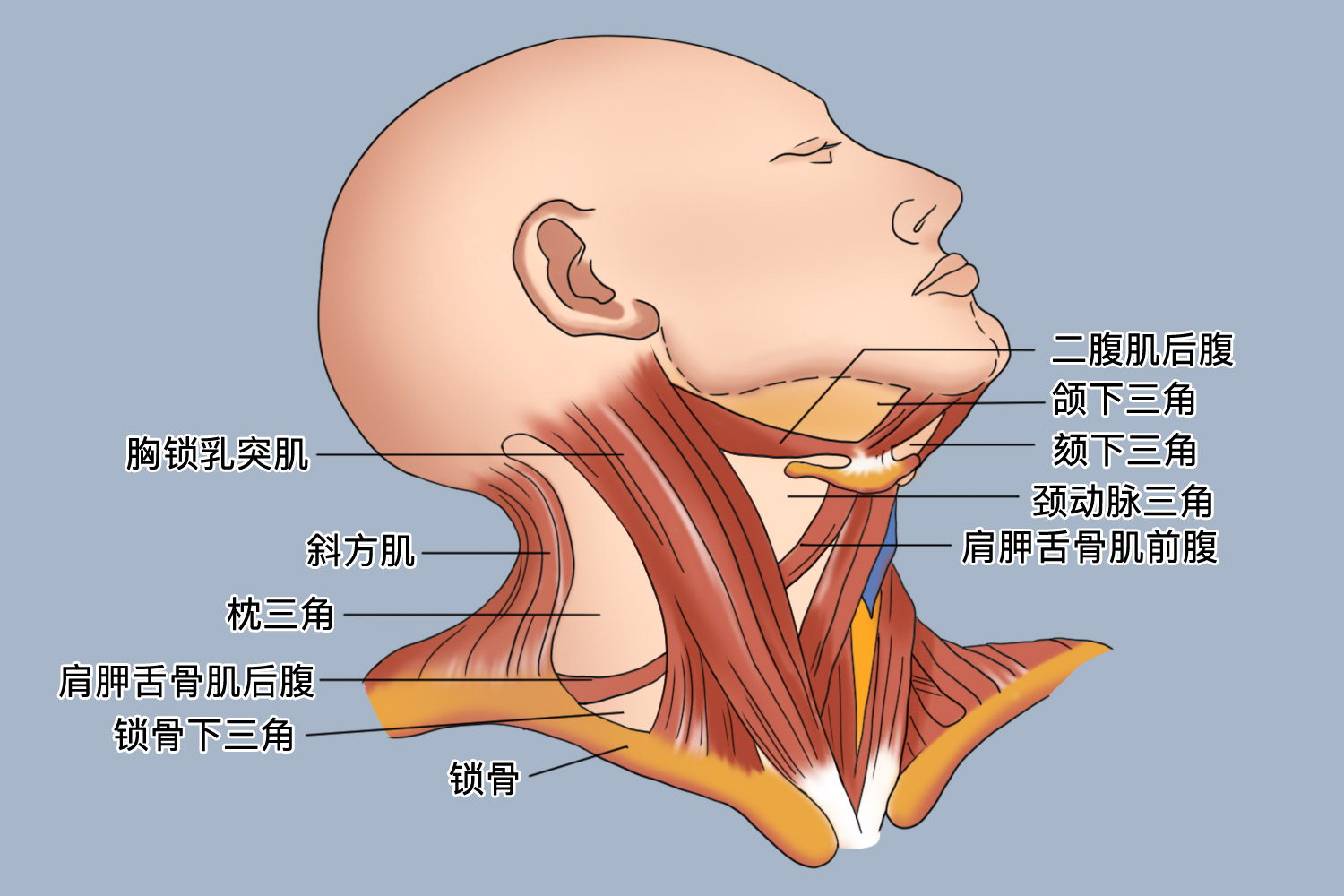 颈前三角和颈后三角解剖图