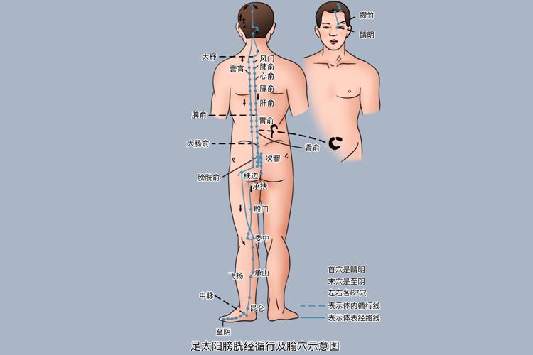 足太阳膀胱经位置图 足太阳膀胱经位置图