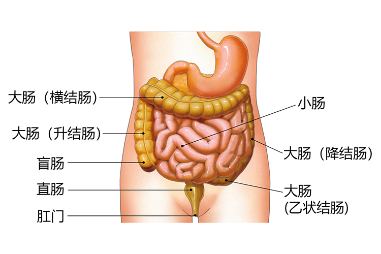 大肠部分具体位置图