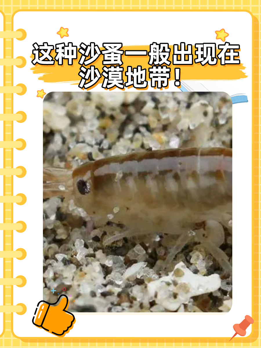 中国人会得沙蚤病吗？快来了解一下！