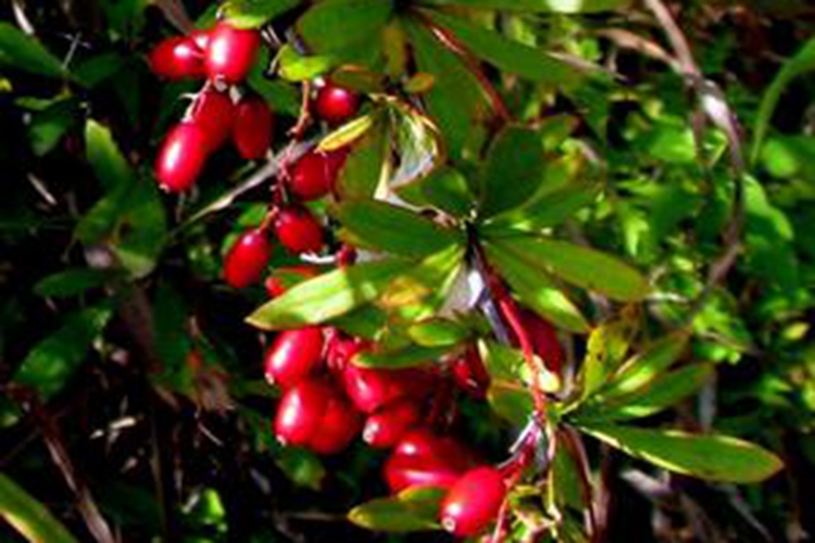 细叶小檗植株图