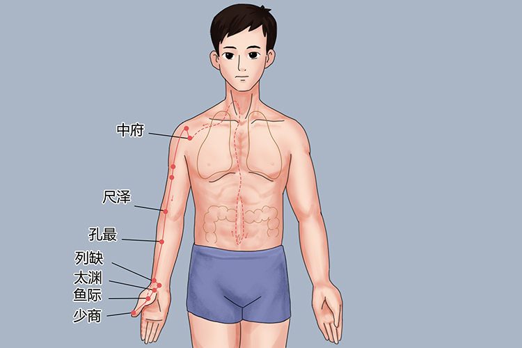 手太阴肺经循行腕部图