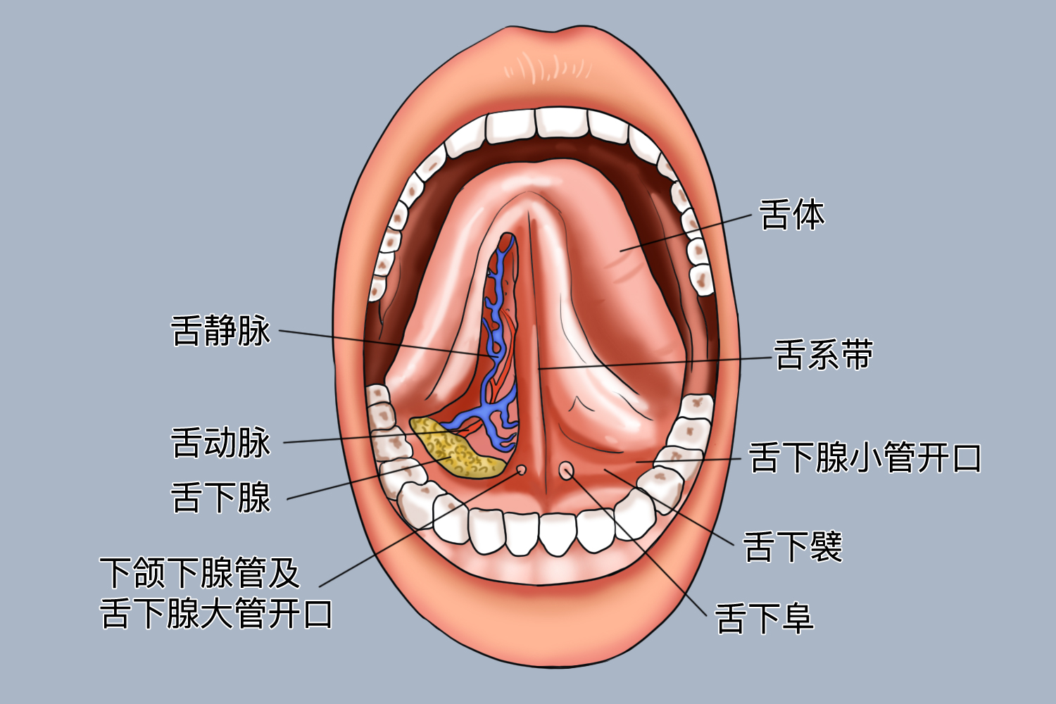 舌头下面正常组织图