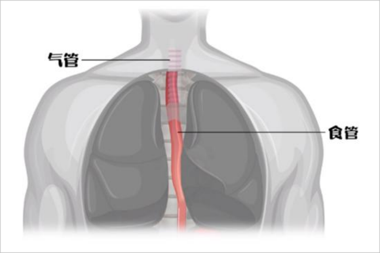 人体气管与食管的相对位置图