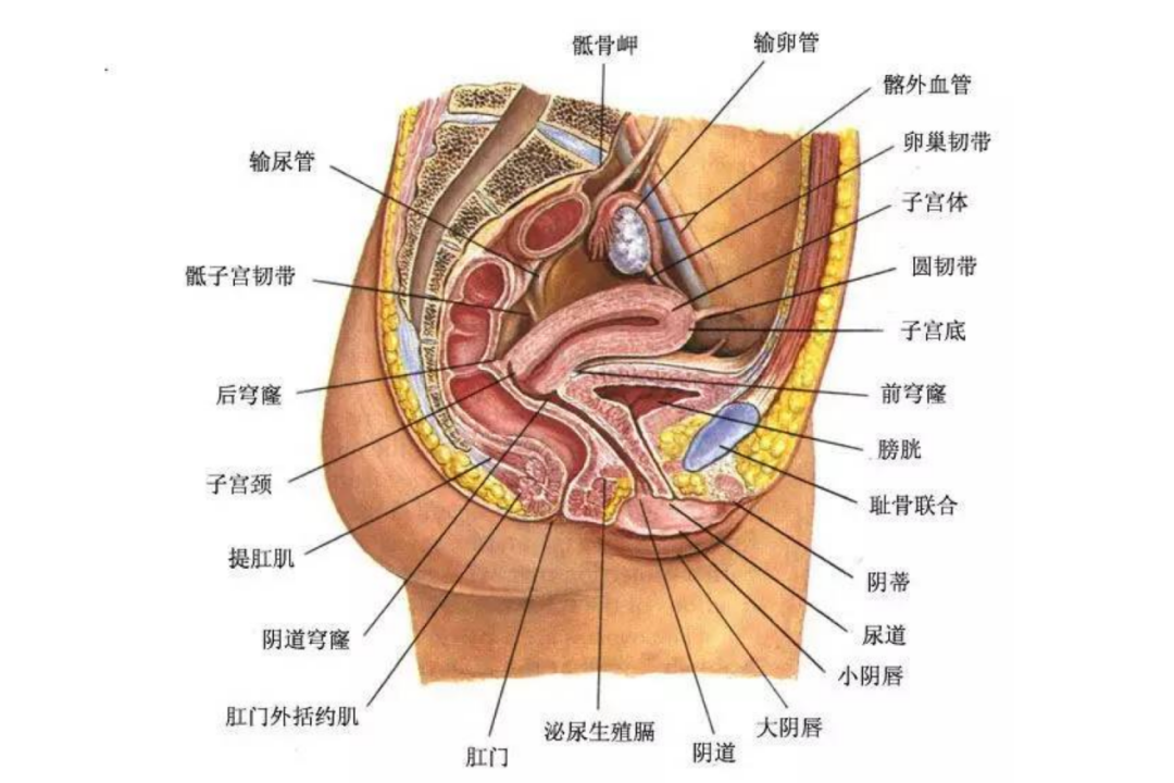 输卵管和子宫位置示意图