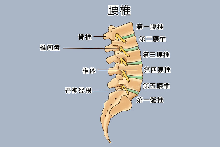 腰椎间盘位置图