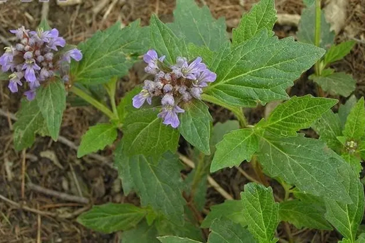 野生散血丹植株图 野生散血丹植株图