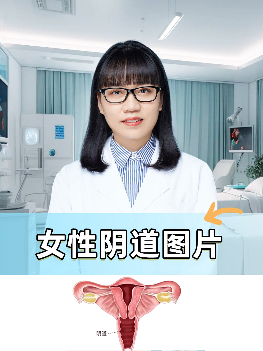 女性阴道图片