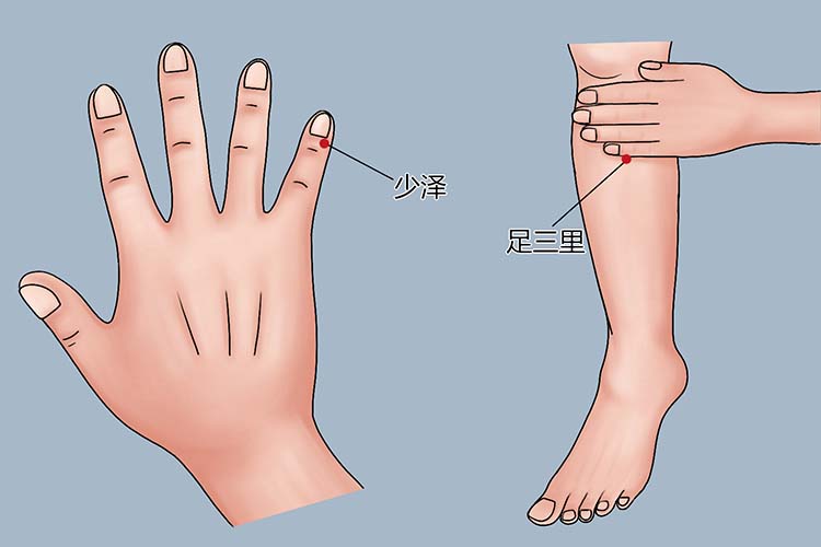 少泽穴、足三里穴位置图