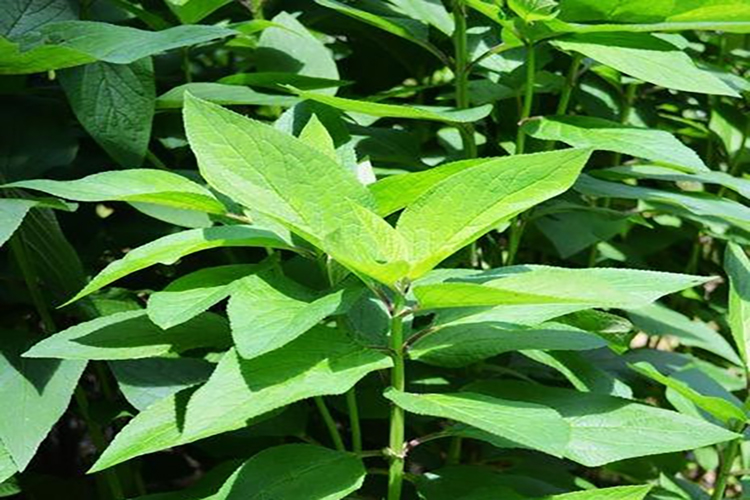 玄参叶图 玄参叶图