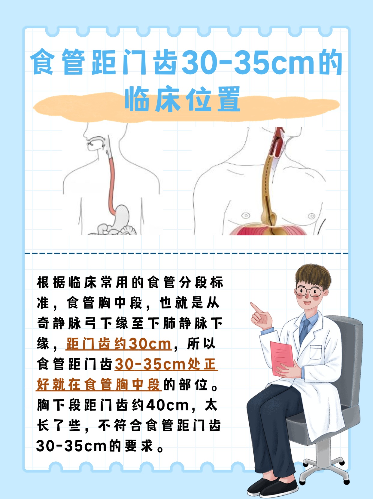 揭秘:食管距门齿30-35cm是哪个部位?