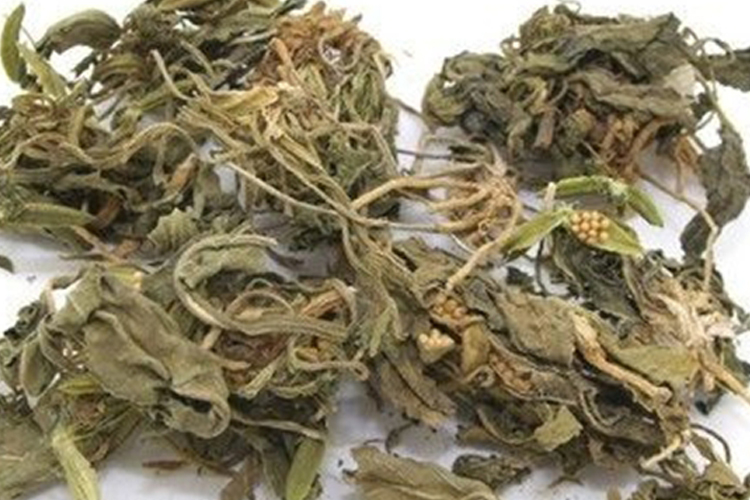 采摘后地丁草图