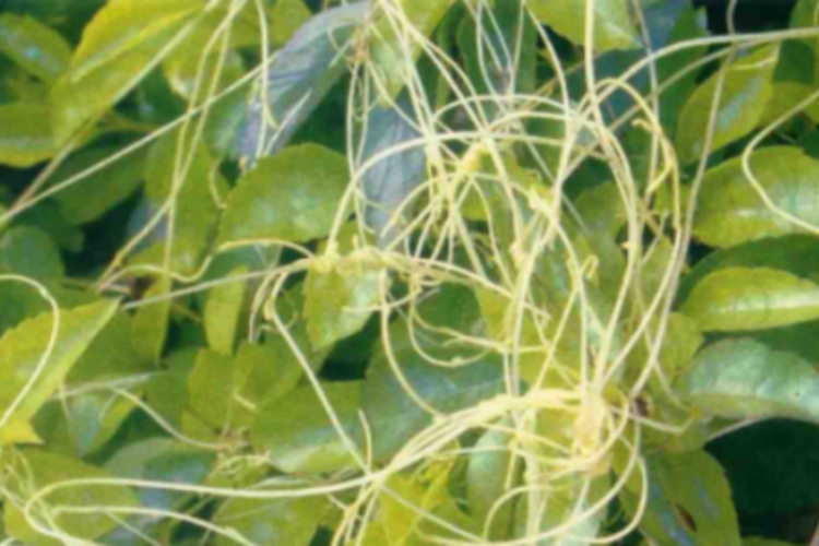 菟丝子植株图 菟丝子植株图