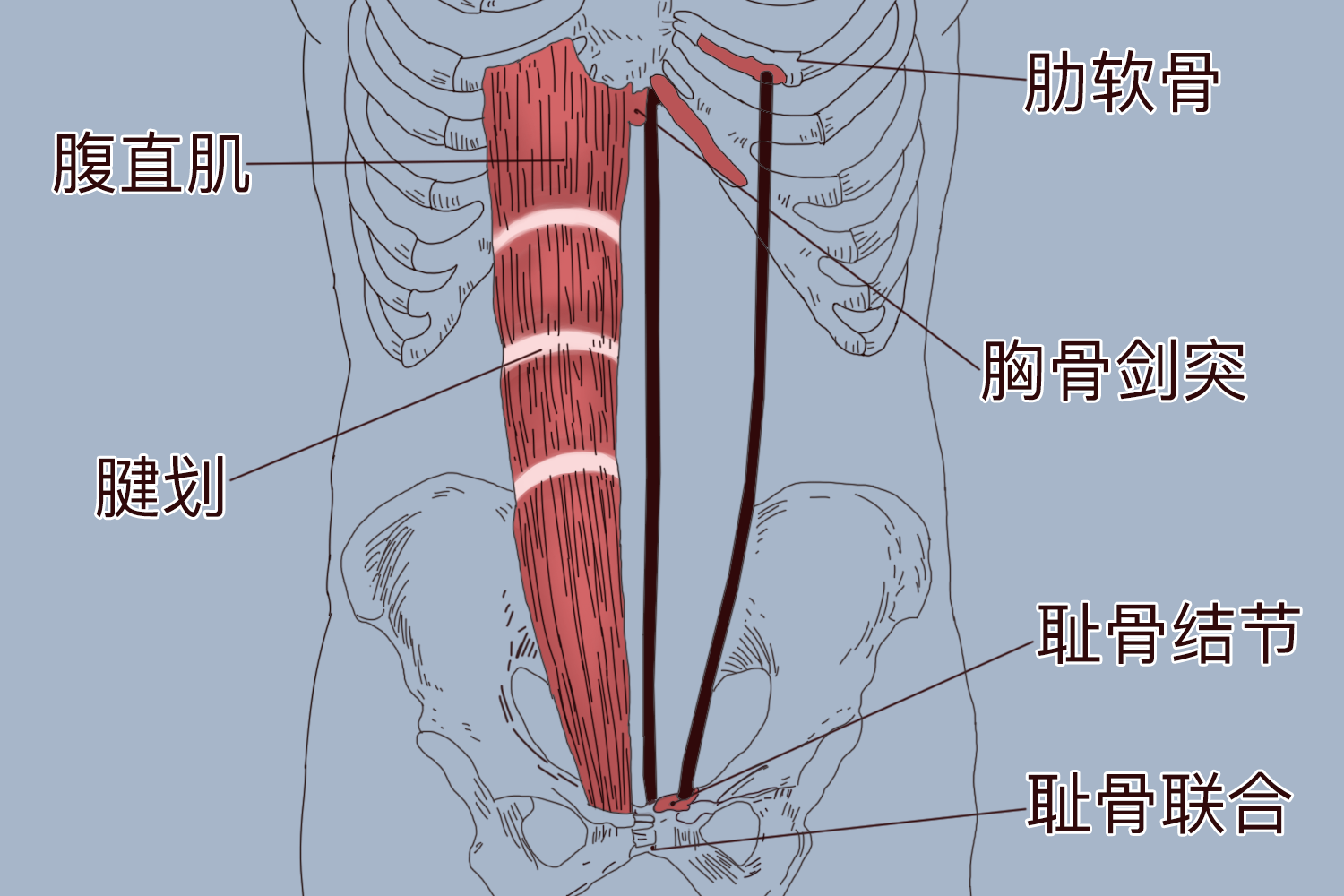 正常人腹直肌图 正常人腹直肌图