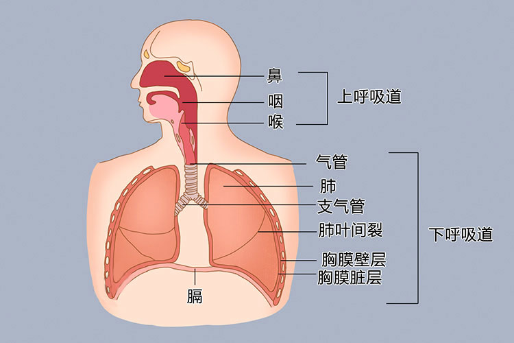 下呼吸道位置图