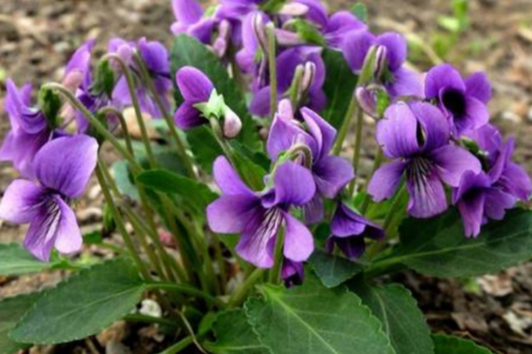 紫花地丁植株紫花图