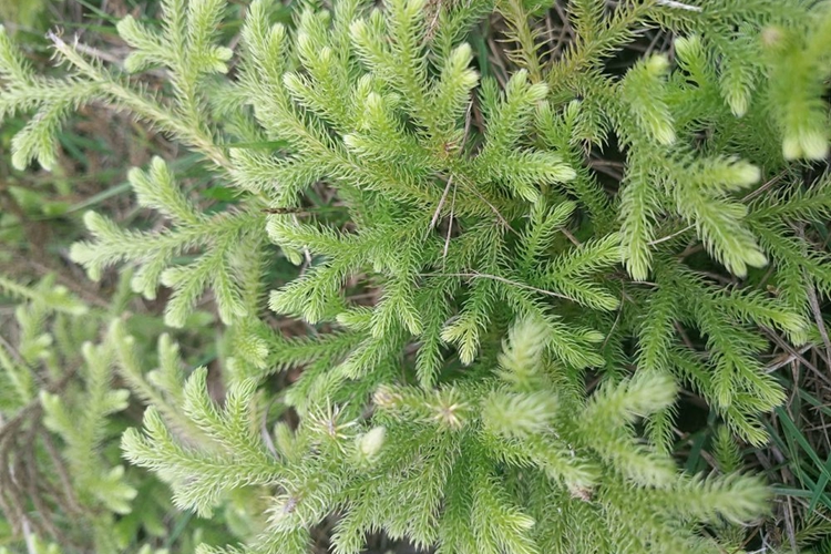 松筋草植株图 松筋草植株图