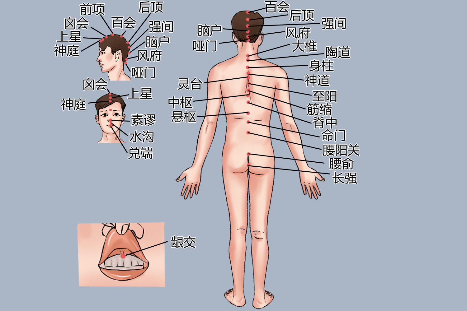 督脉腧穴位置图 督脉腧穴位置图