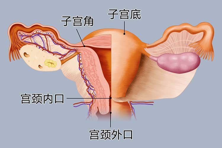 子宫颈位于子宫下部,其上端为子宫颈内口,与子宫腔相通,其下端为子