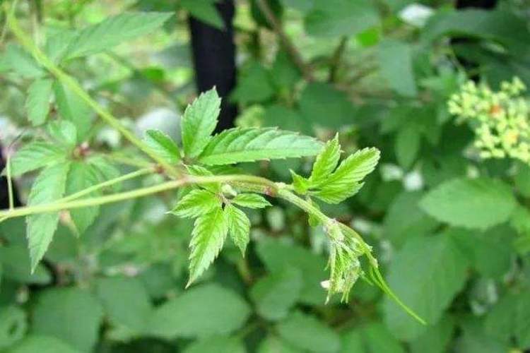 绞股蓝植株图