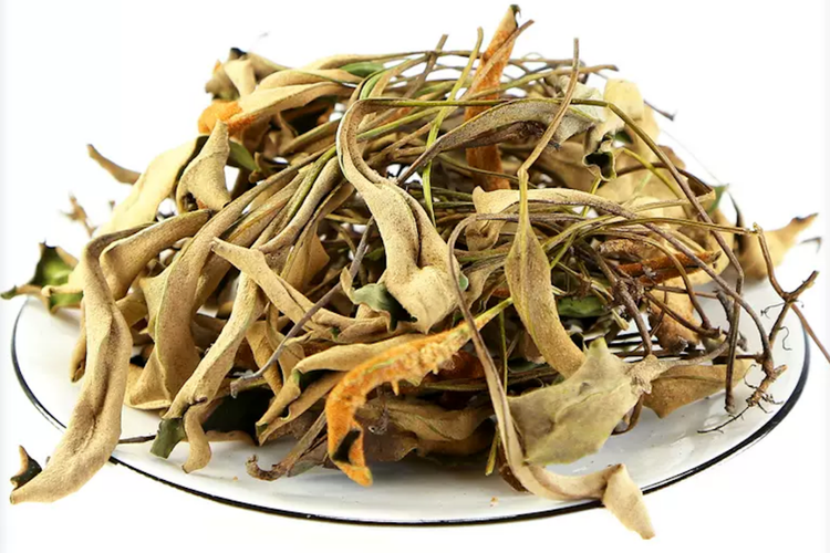 石韦草药材图 石韦草药材图