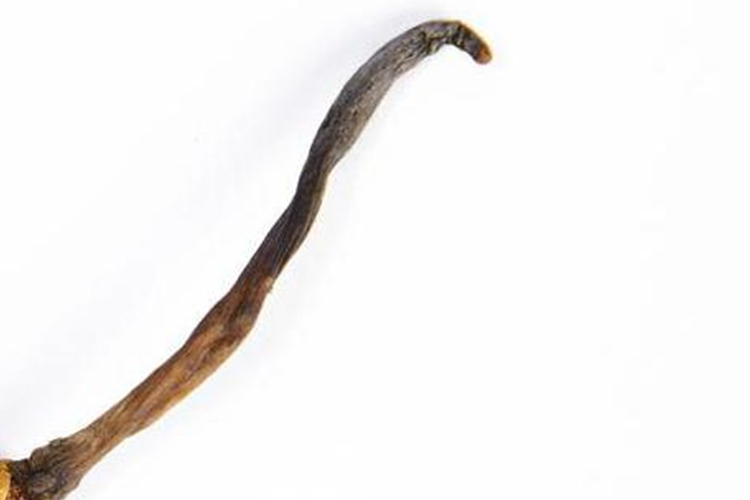 冬虫夏草子座成药图