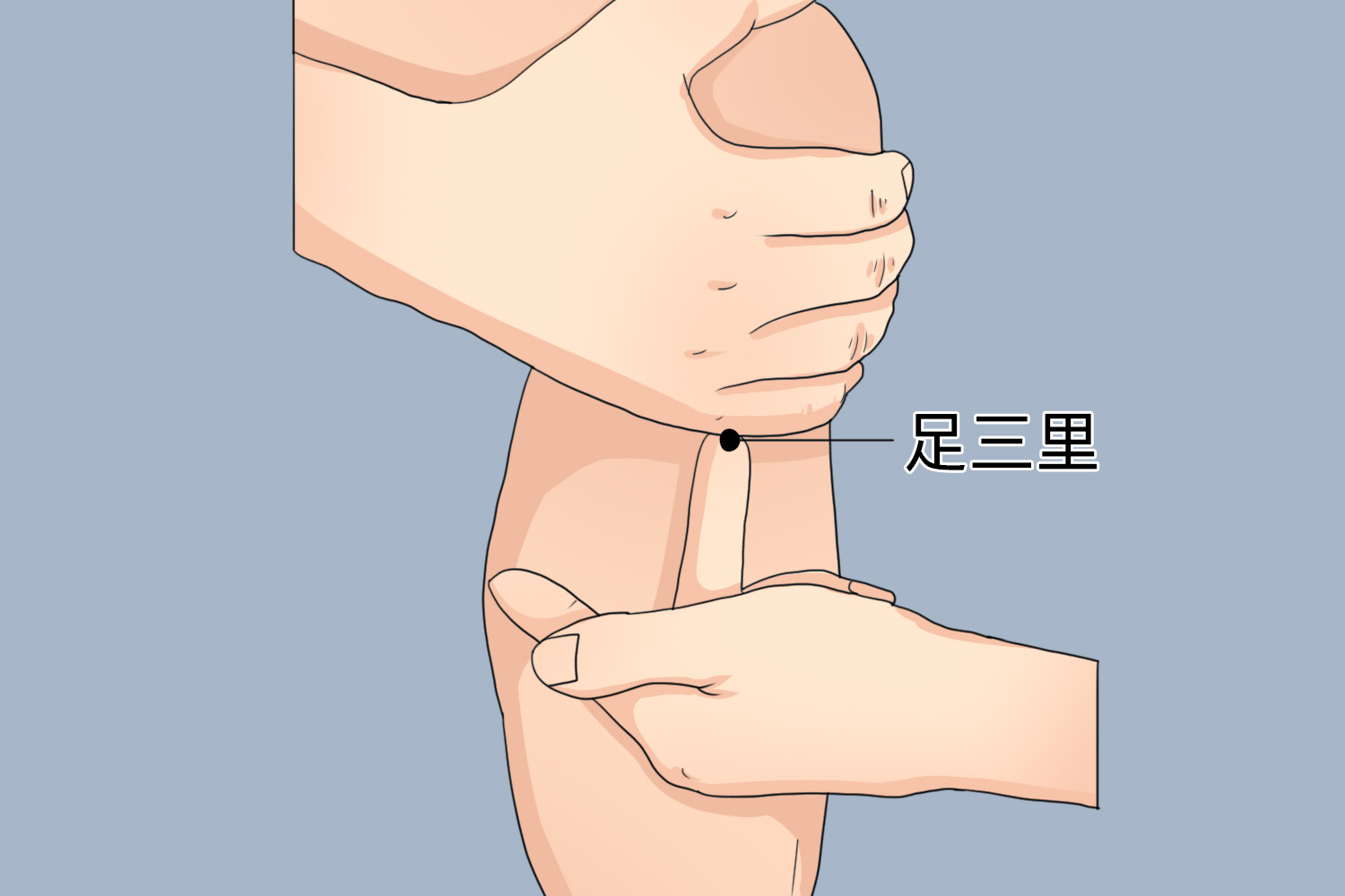 足三里位置图 足三里位置图