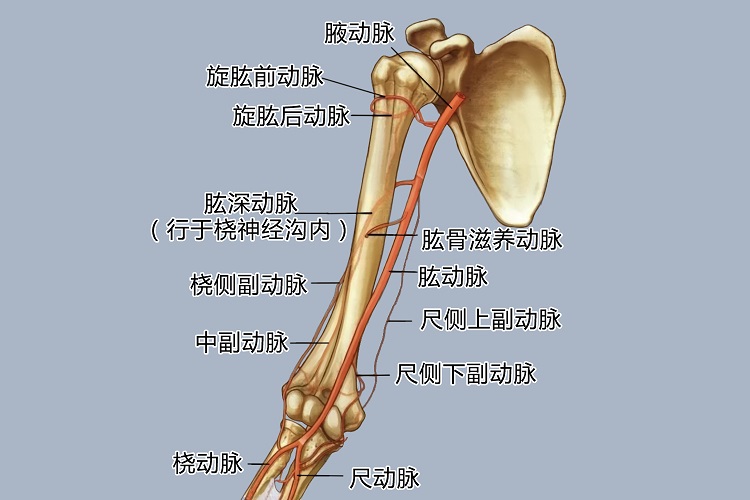 肱动脉位置图