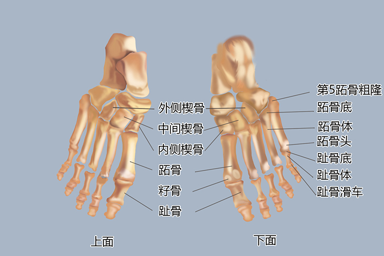 趾骨解剖结构图