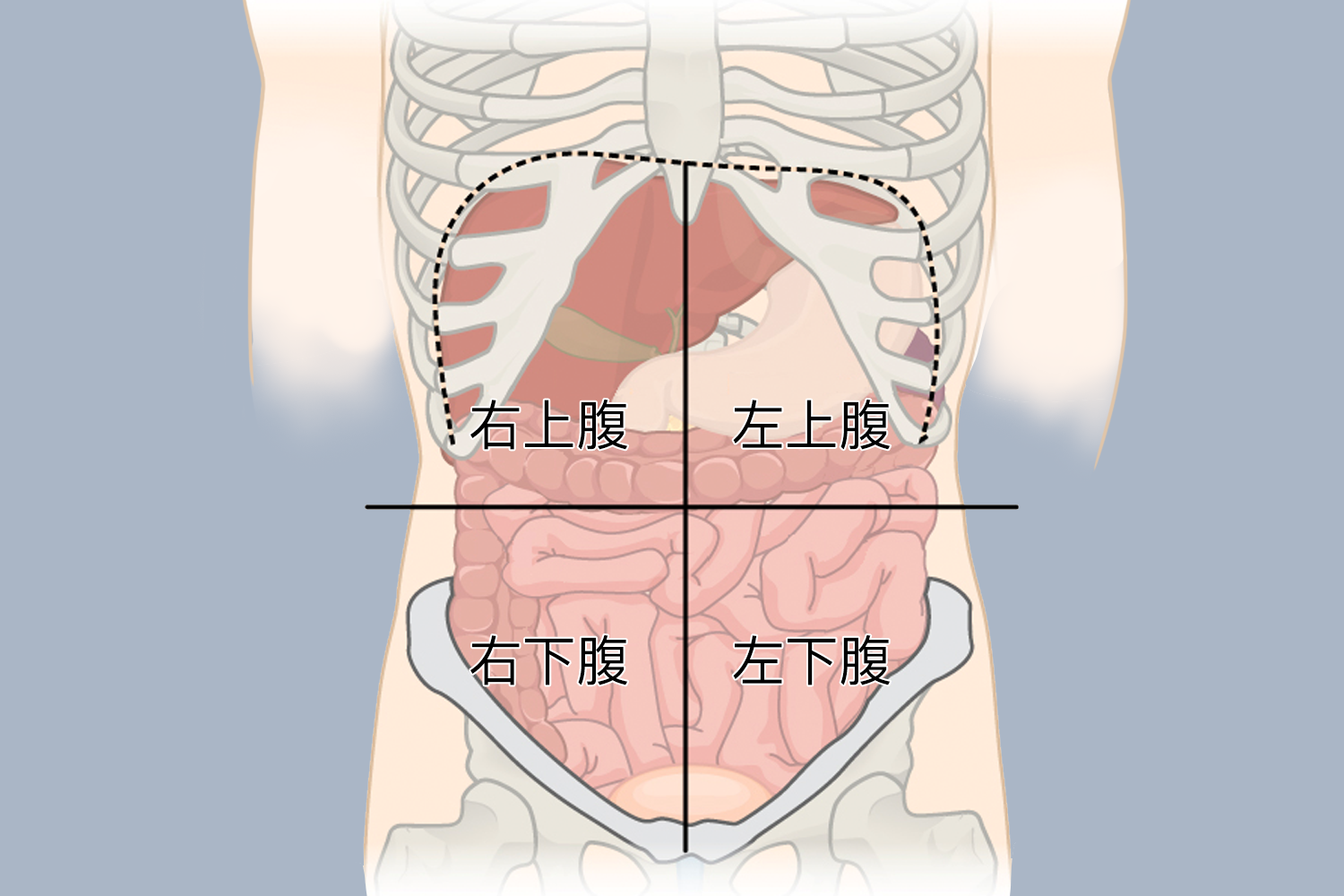 左腹器官位置图图片