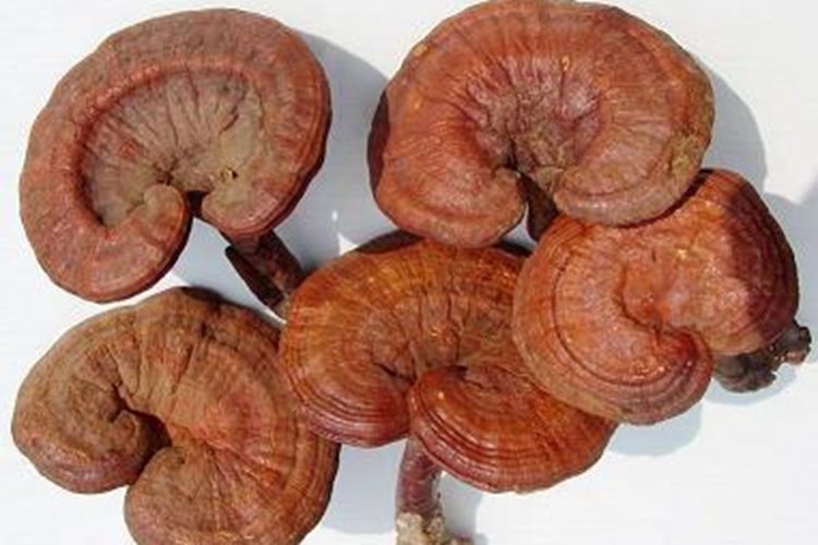 赤灵芝药材图 赤灵芝药材图