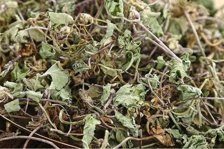 地胆草药材图 地胆草药材图