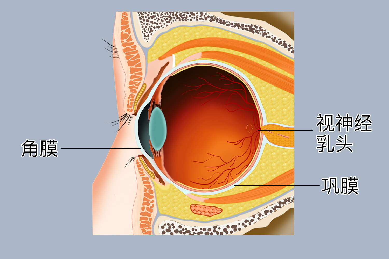 正常巩膜位置图
