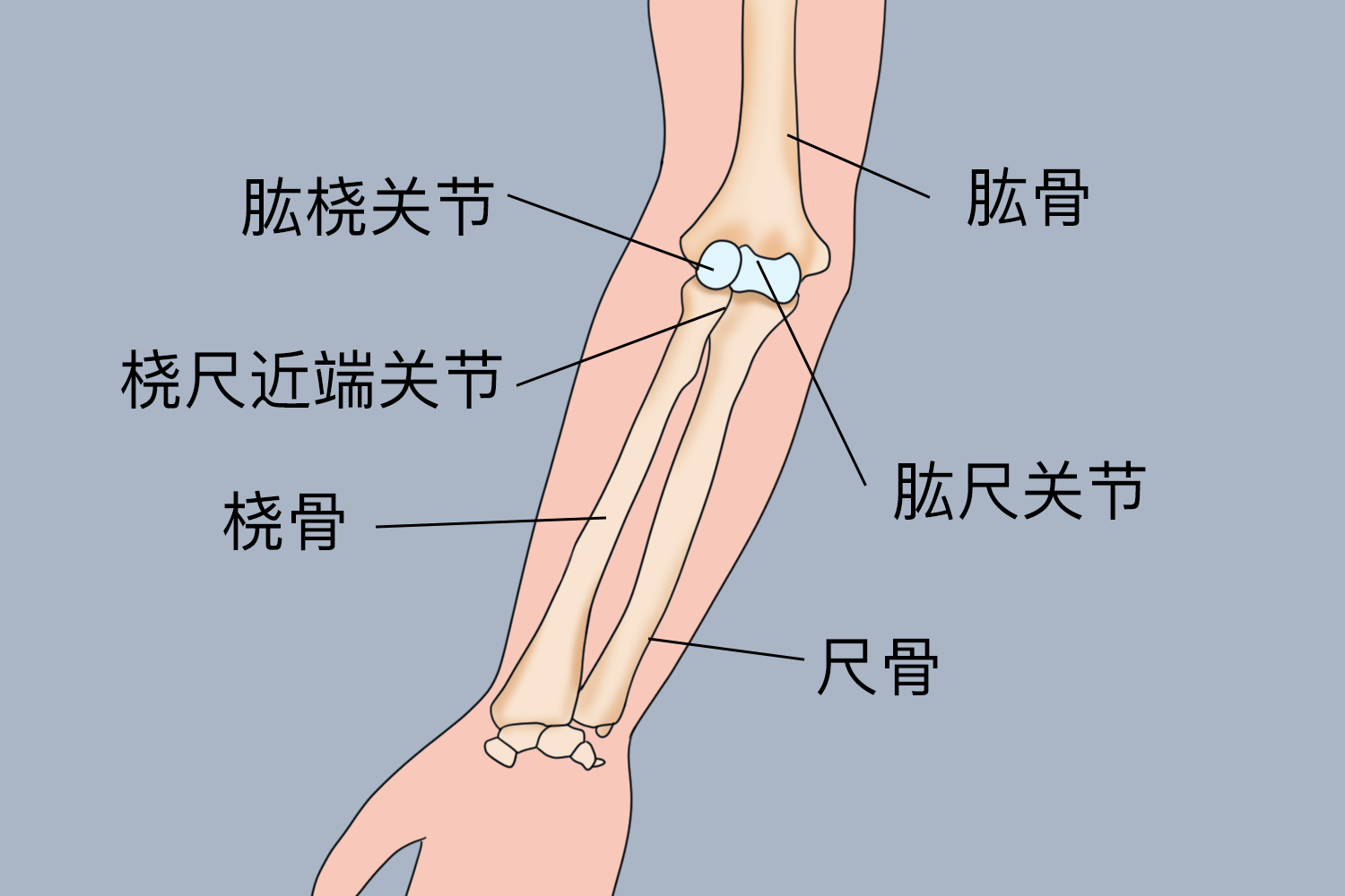 胳膊骨骼示意图