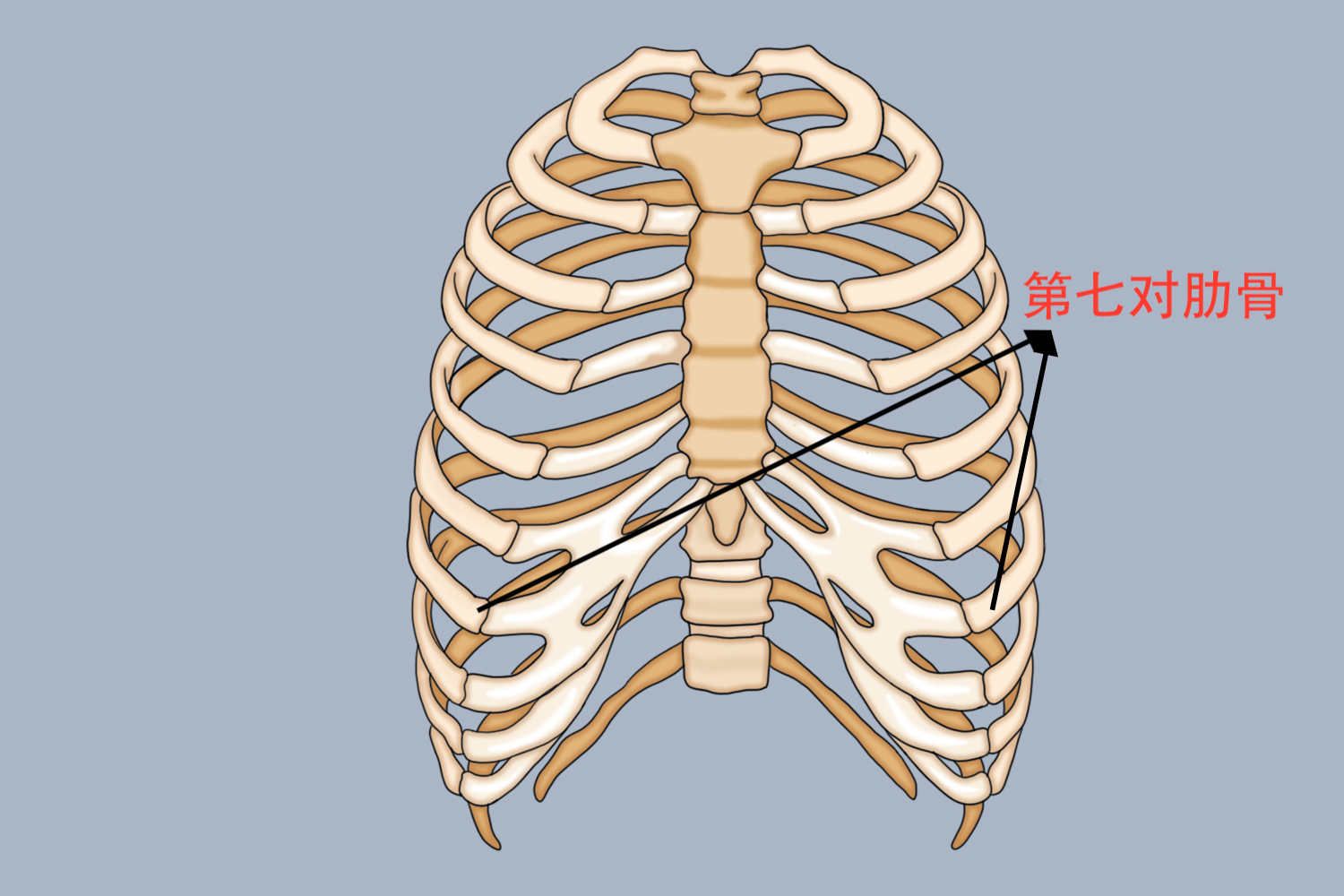 第七对肋骨示意图