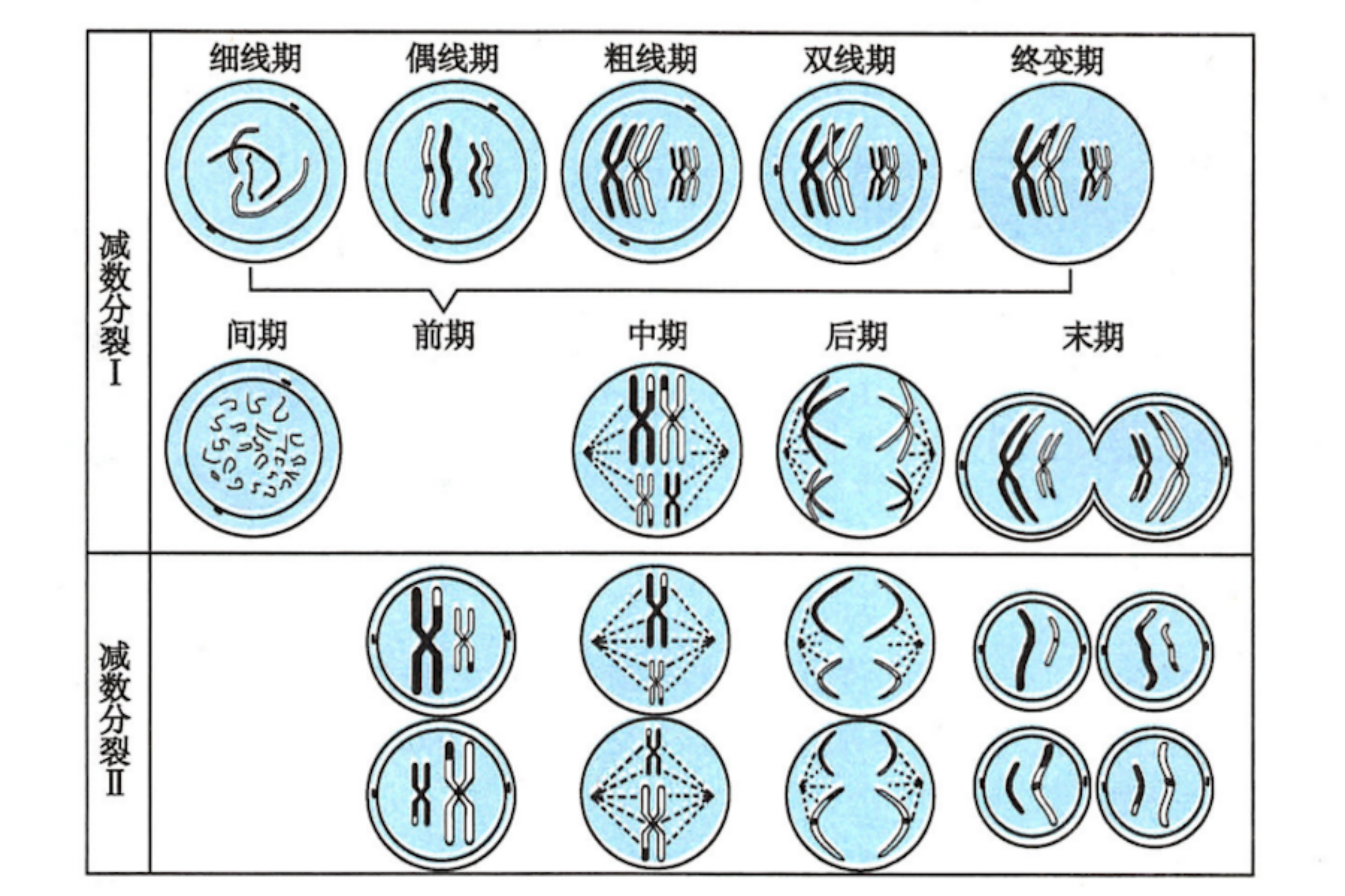 减数染色体模式图